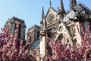 Cherry Blossoms in Paris